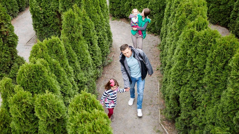Visitors exploring the Hedge Maze at Speke Hall, Liverpool